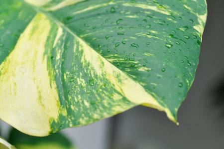 Devils Ivy, Golden Pothos or Hunters Robe or Epipremnum aureum or Araceae and rain droplet or dew dropの写真素材