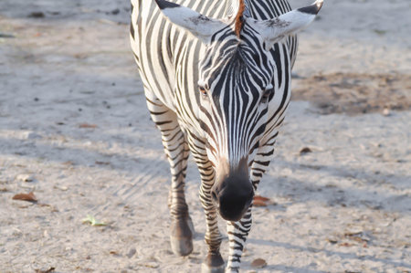 zebra or Equus or Hippotigri in the wildの写真素材