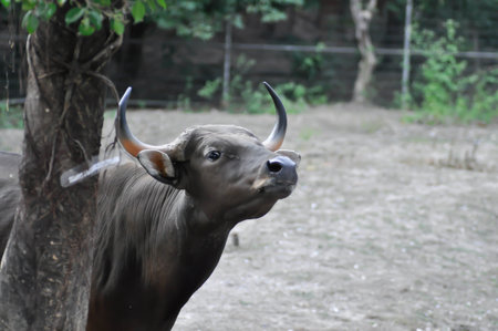 Gaur or cow or wild buffalo on the farm