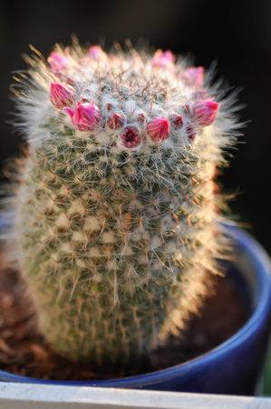 Mammillaria carmenae ,Mammillaria or cactus or succulent or Mammillaria carmenae with pink flower or cactus flowerの写真素材