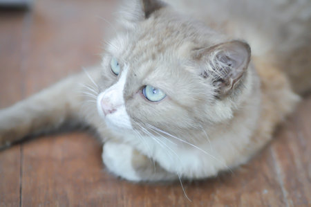 cat or grey cat or brown cat , Felis catus or Felis catus domestica catの写真素材