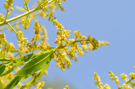 mango plant or mango tree or Mangifera Indica, Mango Mangifera indica L or Mangifera austroyunnanensis Hu or ANACARDIACEAE or mango flowersの写真素材