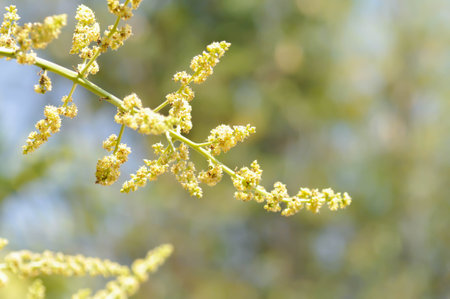 mango plant or mango tree or Mangifera Indica, Mango Mangifera indica L or Mangifera austroyunnanensis Hu or ANACARDIACEAE or mango flowersの写真素材