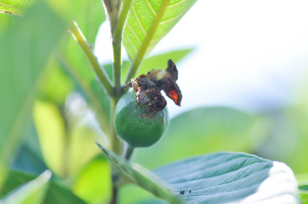 guava tree with guava seed on the tree