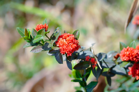 Ixora sp, Ixora or West Indian Jasmine or RUBIACEAE with red flower on the treeの写真素材