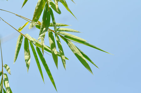 Bamboo and sky backgroundの写真素材