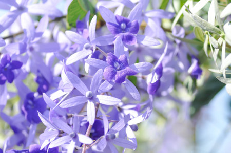 Sandpaper vine, Purple wreath or Queens wreath or purple flowersの写真素材