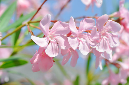 Oleander, Rose Bay or Sweet Oleander or apocynaceae or Nerium oleander L or pink flowers