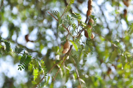 Tamarindus indica L, Indian date or Tamarind or FABACEAE or Tamarind tree and Tamarind seed on the treeの写真素材