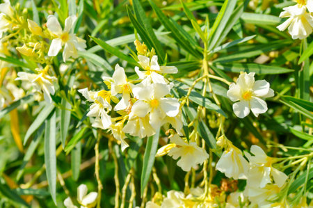 Oleander, Rose Bay or Sweet Oleander or apocynaceae or Nerium oleander L or yellow flower or light...