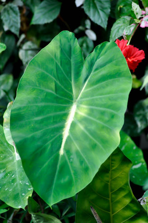Colocasia variegated, Colocasia esculenta Nancys Revenge or colocasia nancys revenge or bicolor plantの写真素材