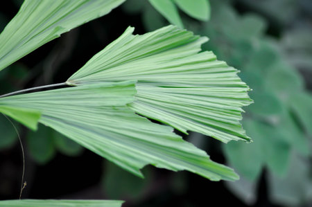 Caryota urens, Palmae or ARECACEAE or Caryota mitis Lour or Fishtail Palm or Wart Fishtail Palm leafの写真素材