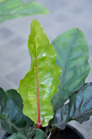 Anthurium or Anthurium leaf or new born leaf
