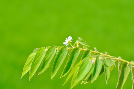 Calabura, Jam tree or Jamaican cherry or Malayan Cherry or Muntingia calabura L or MUNTINGIACEAE or...
