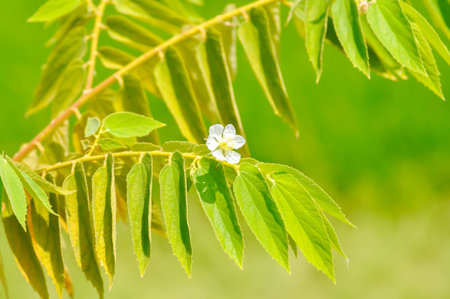 Calabura, Jam tree or Jamaican cherry or Malayan Cherry or Muntingia calabura L or MUNTINGIACEAE or...