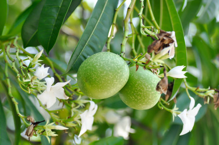 Cerbera Odollam Gaertn or Apocynaceae or pong pong and flowers and seed on the treeの写真素材
