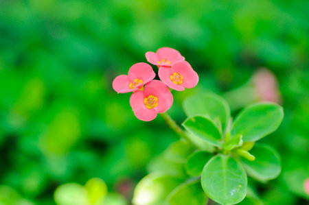Christ Thorn , Euphorbia milii or Crown of thorns or pink flowers