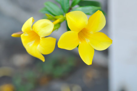 Allamanda cathartica L , Golden trumpet or Allamanda or APOCYNACEAE or yellow flowerの写真素材
