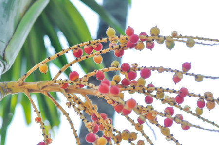 Areca palm or seed of Areca catechu L or ARECACEAE or seed of Areca palm and sky backgroundの写真素材