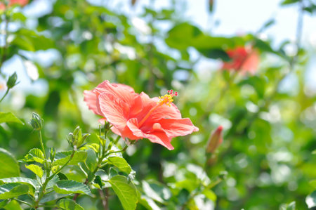 Chinese rose, hibiscus or Hibiscus Rosa Sinensis Variegata with red flower on the treeの写真素材