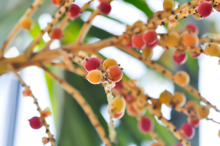 Areca palm or seed of Areca catechu L or ARECACEAE or seed of Areca palm and sky backgroundの写真素材