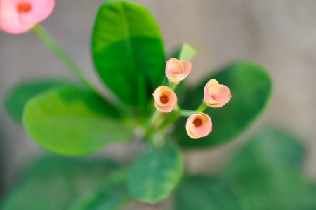 Christ Thorn, Euphorbia milii or Euphorbiaceae or Euphorbia milii Des Moul or Crown of thorns or Christ thorn or pink flowersの写真素材