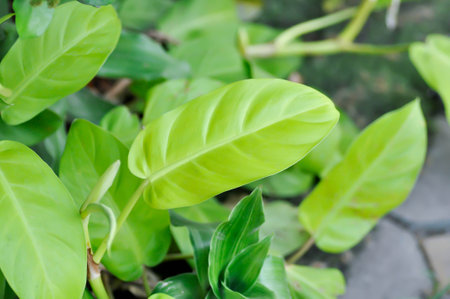 philodendron ,  Philodendron Gold or Philodendron Malay Gold plant
