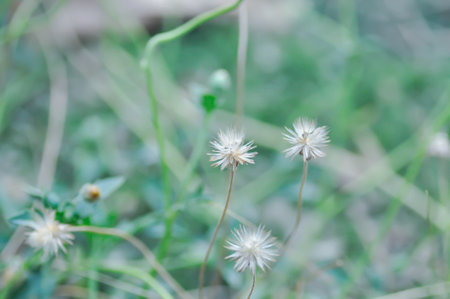 Tridax Daisy, Tridax procumbens or grass flower or weed flower