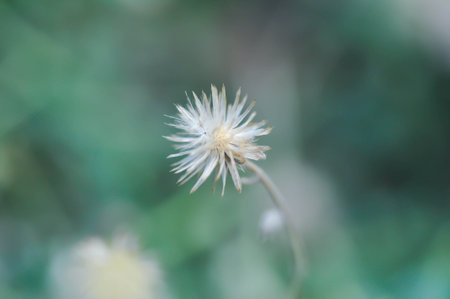 Tridax Daisy, Tridax procumbens or grass flower or weed flower