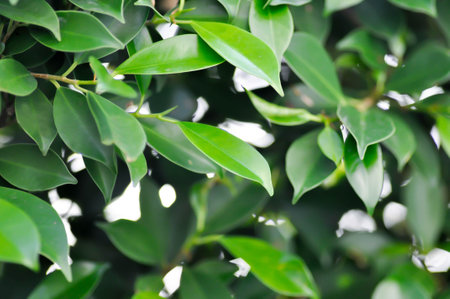 banyan tree or leaves backgroundの写真素材