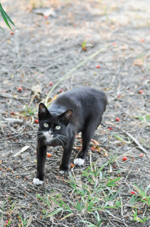 black cat or black and white cat on the floorの写真素材