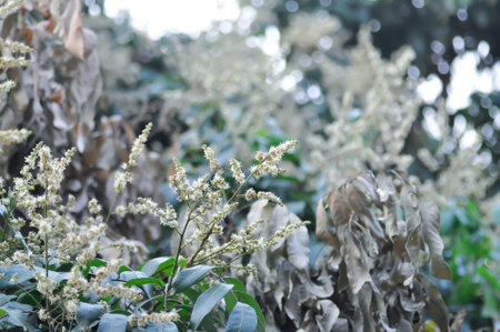 longan, thai fruit or Dimocarpus longan blossom or longan flowersの写真素材