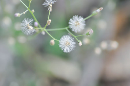 Cyanthillium cinereum , Little ironweed or Vernonia cinerea or Ash coloured fleabane or  Ash...