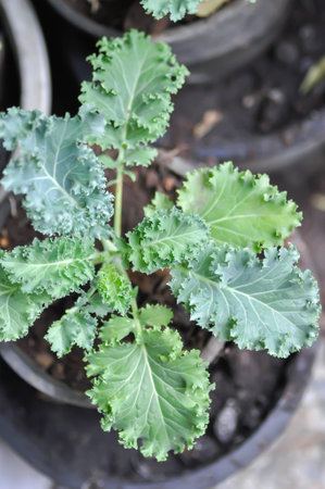 Kale , Brassicaceae or  Brassica Oleracea plant in the flowerpotの写真素材