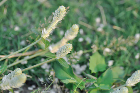 Gomphrena serrata L, Gomphrena celosioides or prostrate globe amaranth or grass flower or weed