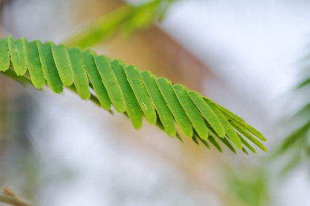 Acacia pennata, Tropical Acacia  or Climbing wattle or Acacia, Cha om or FABACEAE or LEGUMINOSAE or...
