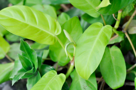 philodendron ,  Philodendron Gold or Philodendron Malay Gold plantの写真素材