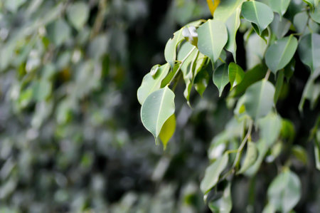 Ficus benjamina L , Ficus benjamina or weeping fig or MORACEAE treeの写真素材