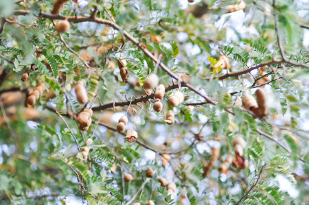 Tamarindus indica L, Indian date or Tamarind or FABACEAE or Tamarind tree and Tamarind seed on the...