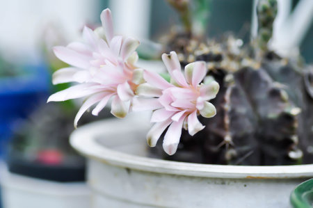 Gymnocalycium ,Gymnocalycium mihanovichii or gymnocalycium mihanovichii variegated with flower or cactus flower on the plantの写真素材