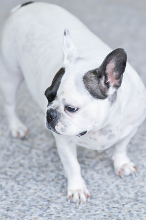 dog or french bulldog,  black and white French bulldog on the floorの写真素材