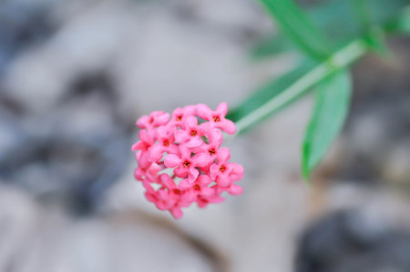 Panama Rose ,Arachnothryx leucophylla or pink flowerの写真素材