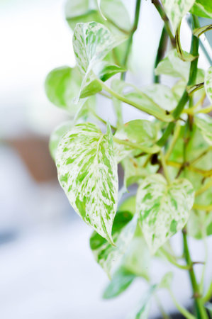 epipremnum aureum, bicolor leafの写真素材