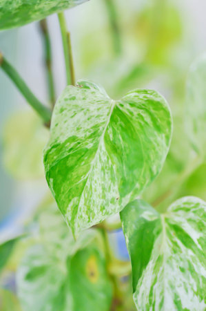 epipremnum aureum, devils ilvy or hunters robe or Taro vine or ARACEAE or bicolor leafの写真素材