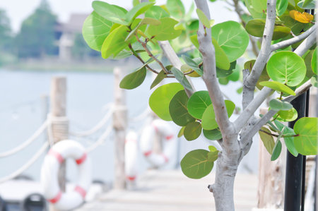 Coccoloba uvifera ,Sea grape or POLYGONACEAE plant