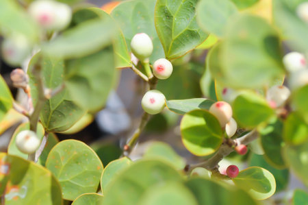 Ficus deltoidea Jack ,  Mistletoe Fig or Mistletoe Rubber Plant or MORACEAE and seedの写真素材