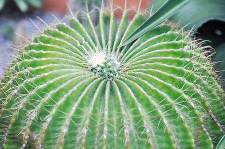 Parodia magnifica or cactus plant or succulent plant