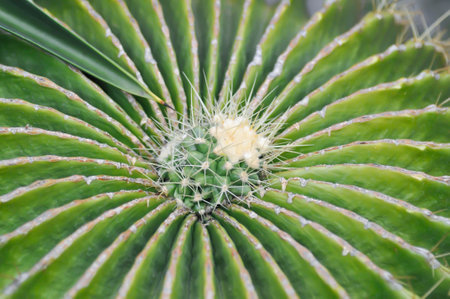 Parodia magnifica or cactus plant or succulent plant