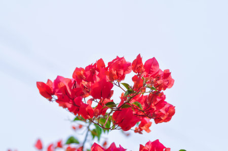 Bougainvillea or paper flower , red paper flower and sky backgroundの写真素材