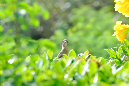 Great reed warblerBird or a bird on the tree